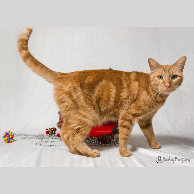 Photo of Ollie Tallchief