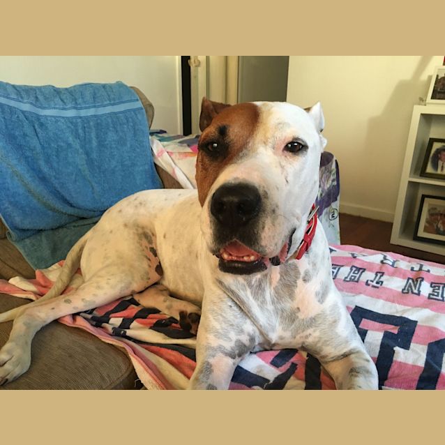 Photo of Buddy