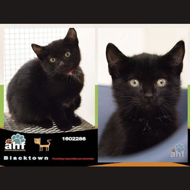 Photo of Chibu (2288)