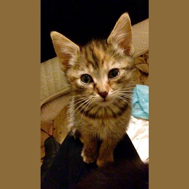Photo of Pumpernickel 