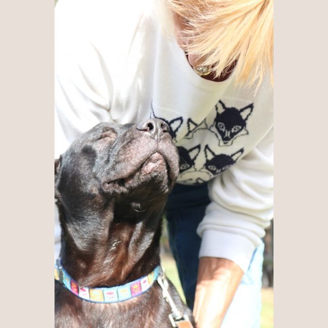 Photo of Rocco (Dog Friendly)