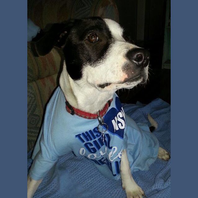 Photo of Socks (Adoption Pending)