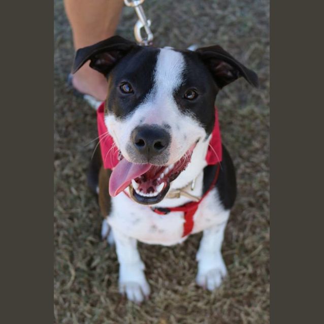 Photo of Socks (Adoption Pending)