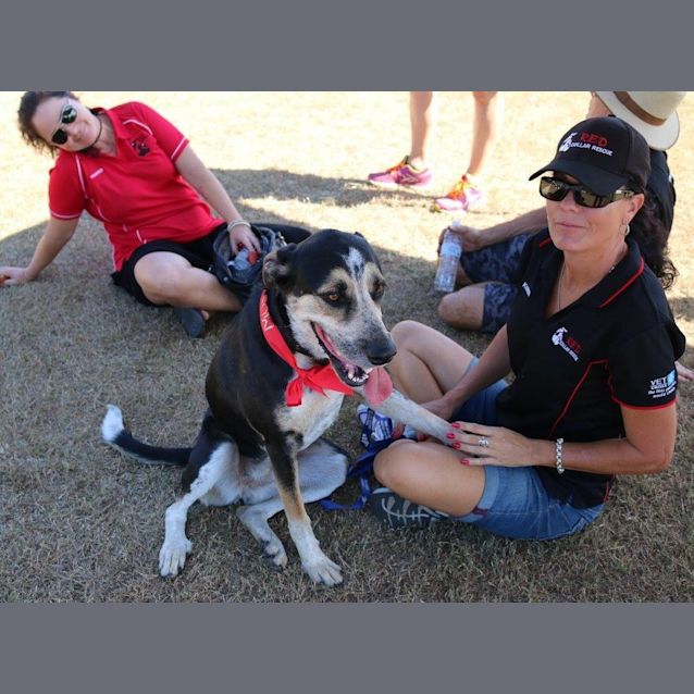 Photo of Nala (At Rspca Big Adopt Day Sept 17 Brisbane)