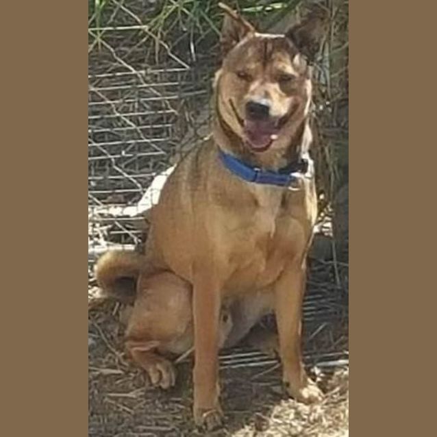 Photo of Zeus (Adoption Pending)