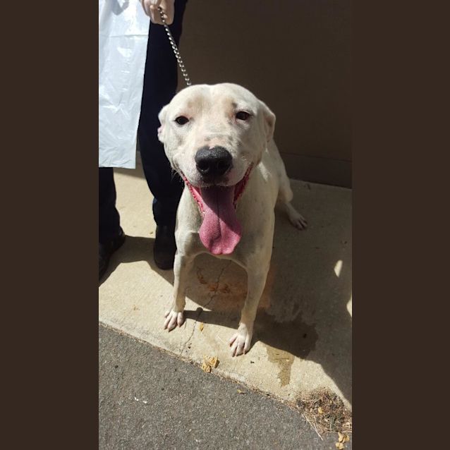 Photo of Alby (Adoption Pending)