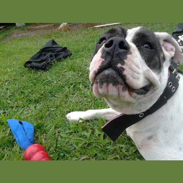 Photo of Buffy (Adoption Pending)