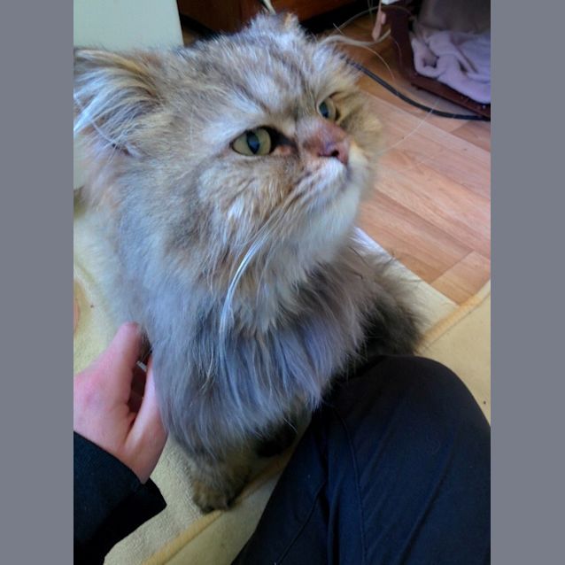 Photo of Princess Polly