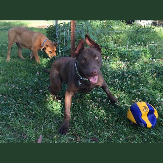 Photo of Penny
