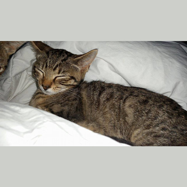 Photo of Charlie