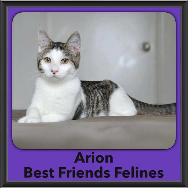 Photo of Arion 