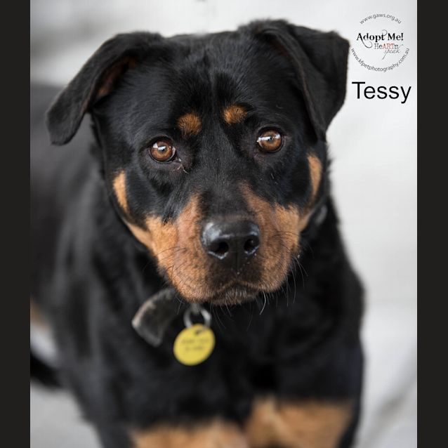 Photo of Tessy Id33535