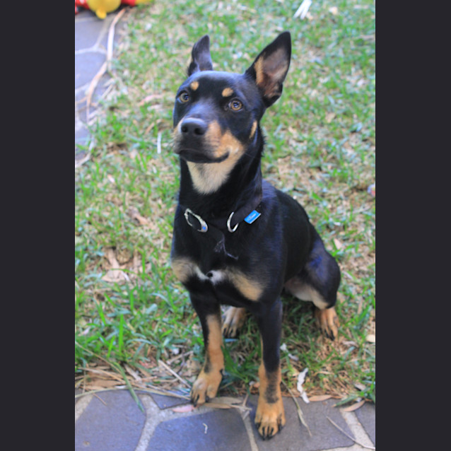 Photo of Cleo