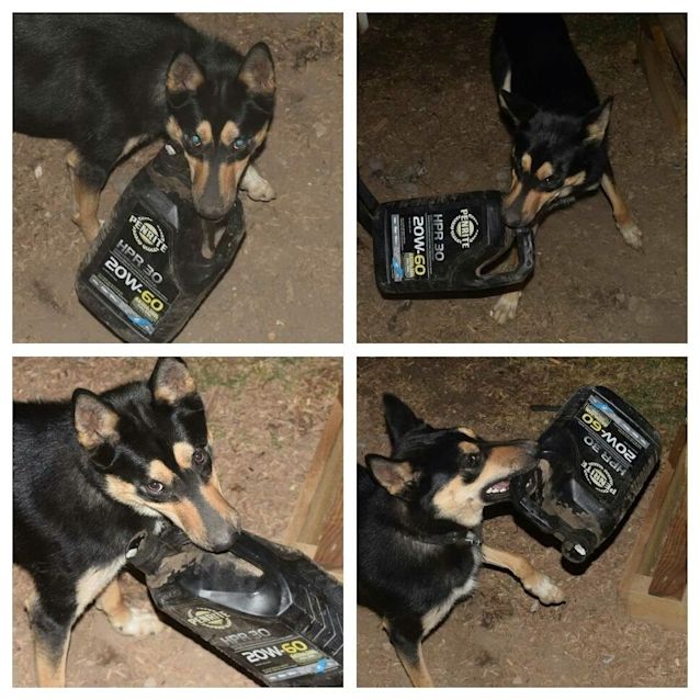 Photo of Zeus 