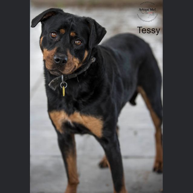 Photo of Tessy Id33535