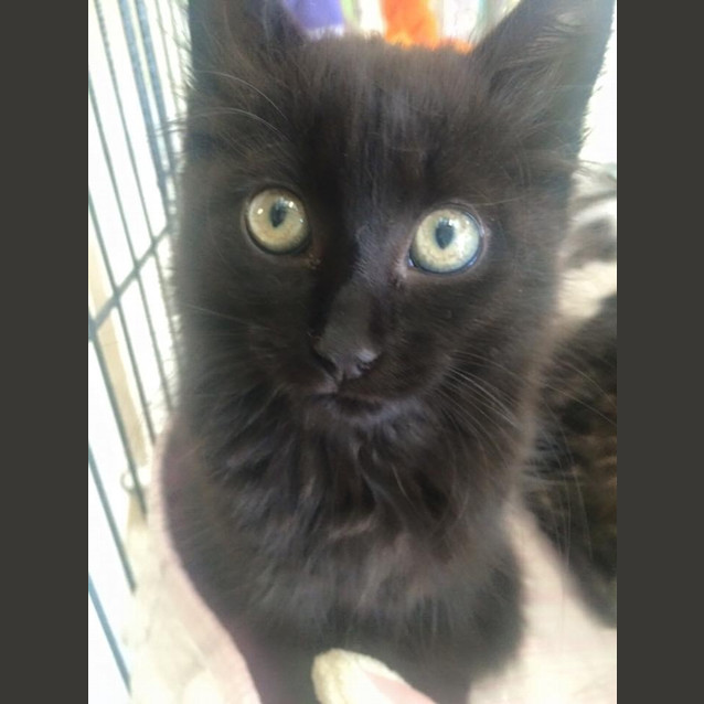 Photo of Franky Kitten