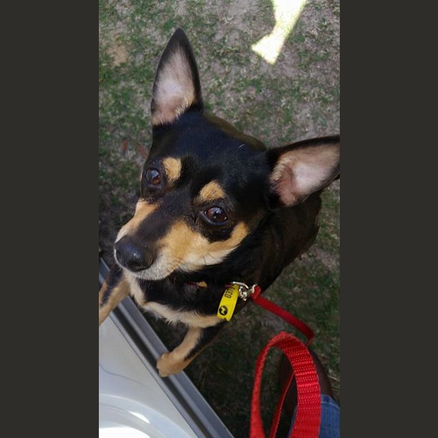 Photo of Diesel (Applications Closed)