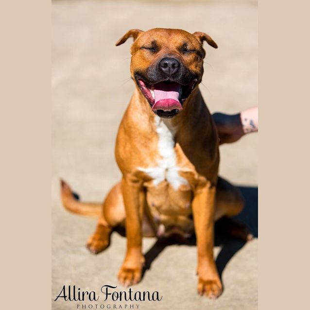 Photo of Dixie (Pcc 492)