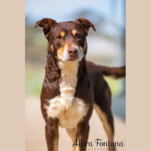 Photo of Denman (Hcc431)