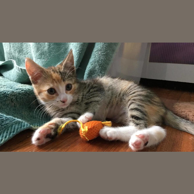 Photo of Sansa