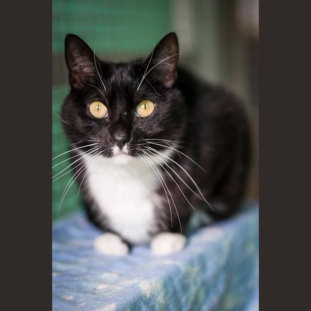 Photo of Muffin