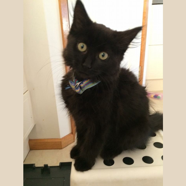 Photo of Franky Kitten