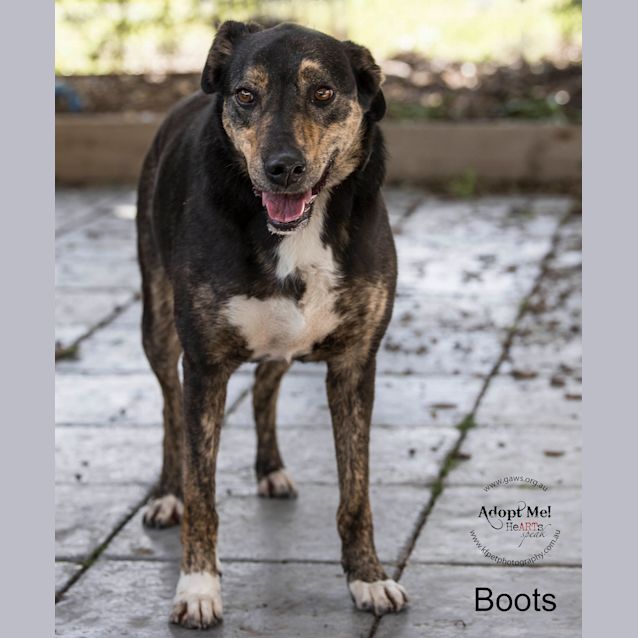 Photo of Boots Id33534