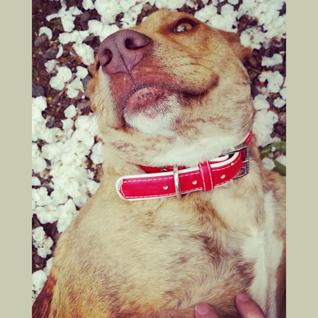 Photo of Sheila **Adopted**