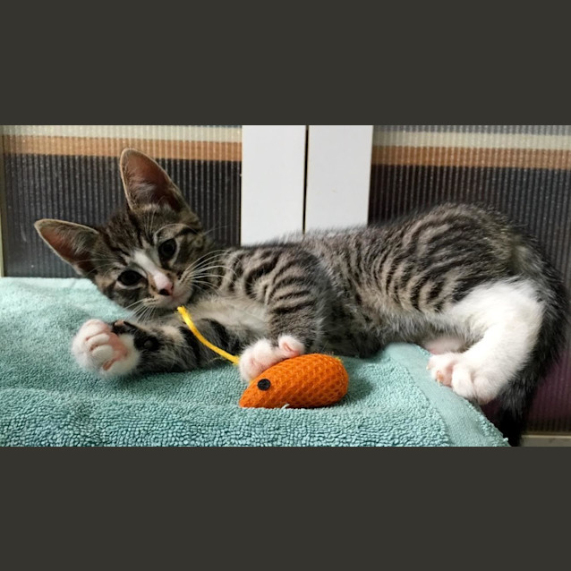 Photo of Tyrion