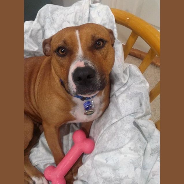 Photo of Flaire ~ 2yo Staffy X Girl (On Trial 14/08/16)