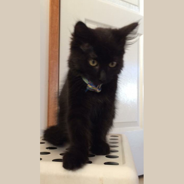 Photo of Franky Kitten