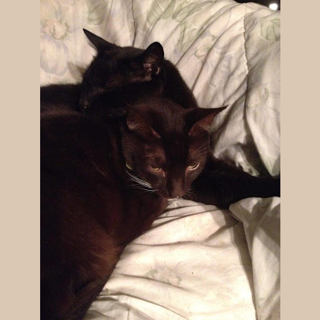 Photo of Moo Moo & Nuu Nuu