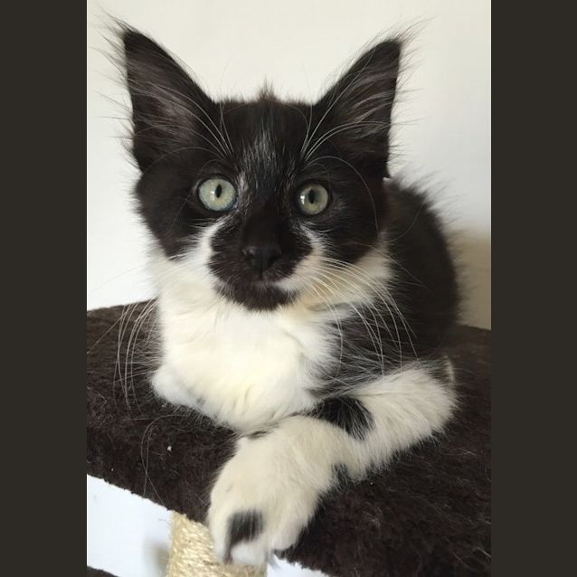 Photo of Adoption Day Sunday May 15