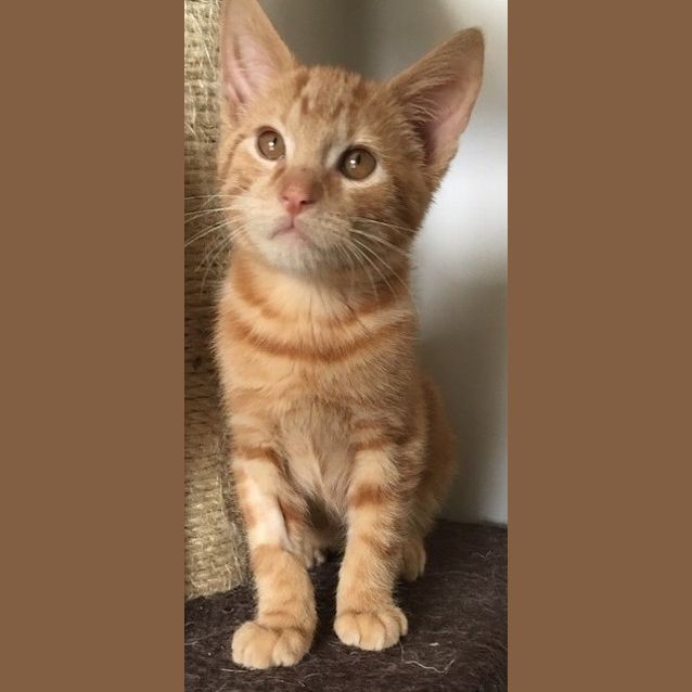 Photo of Adoption Day Sunday May 15