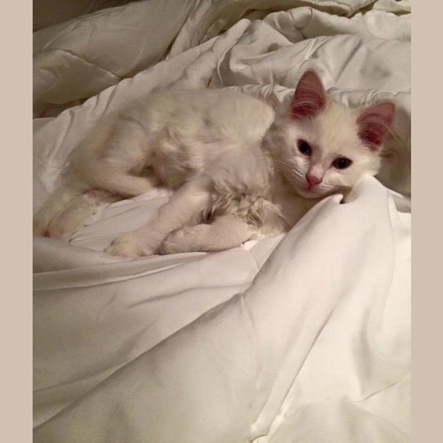 Photo of Marshmallow