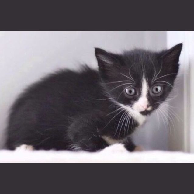 Photo of Adoption Day Sunday May 15