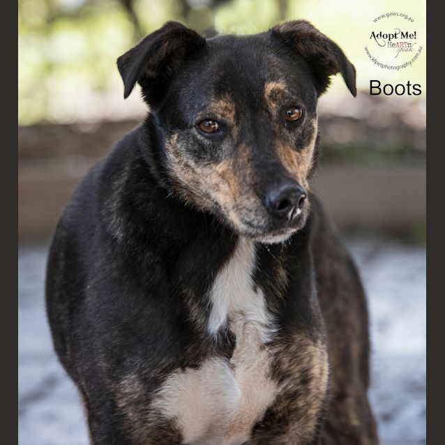 Photo of Boots Id33534