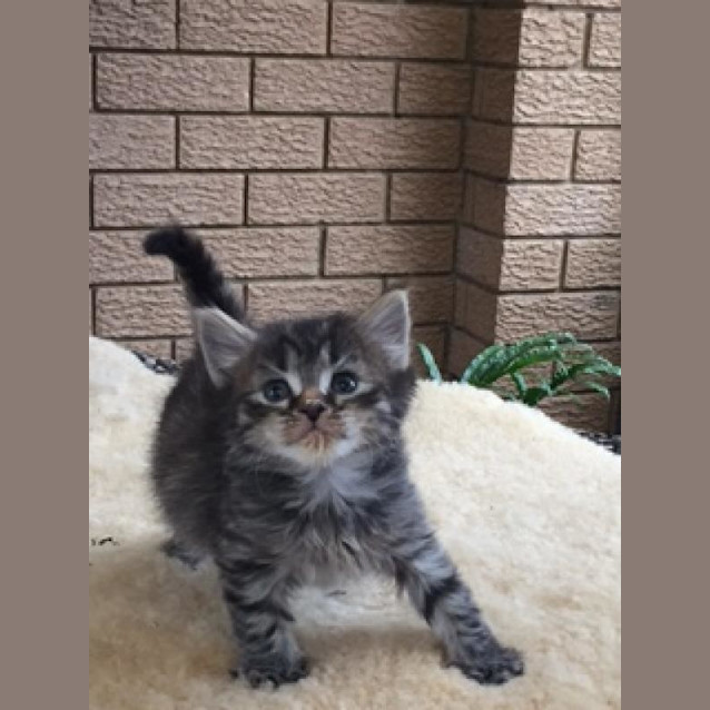 Photo of Darcy