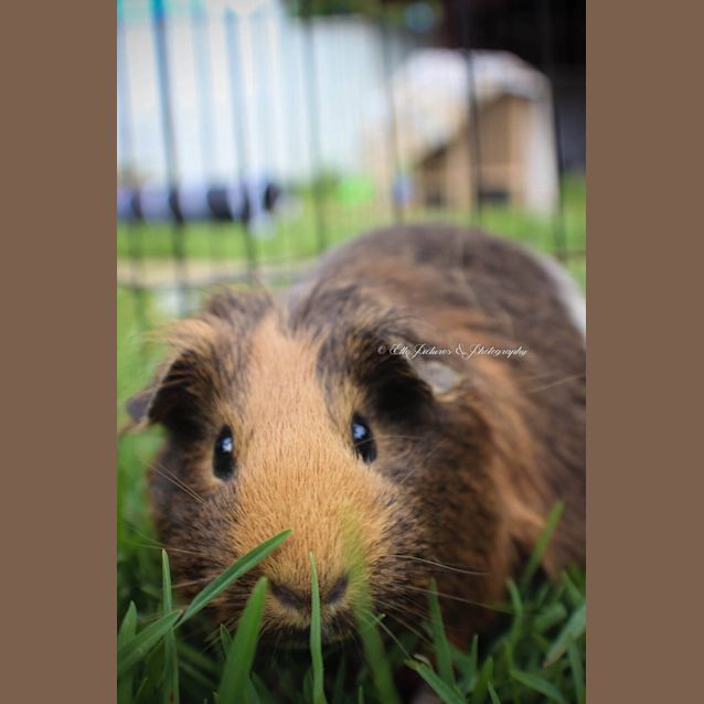 Photo of Pluto & Eclair *How Can You Resist?*