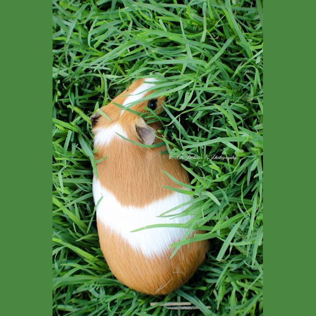 Photo of Pluto & Eclair *How Can You Resist?*