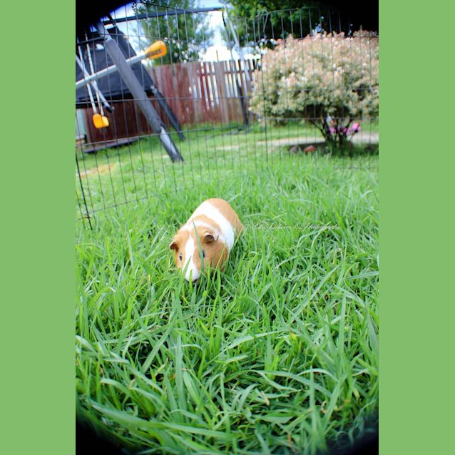 Photo of Pluto & Eclair *How Can You Resist?*