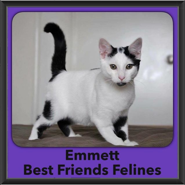 Photo of Emmett