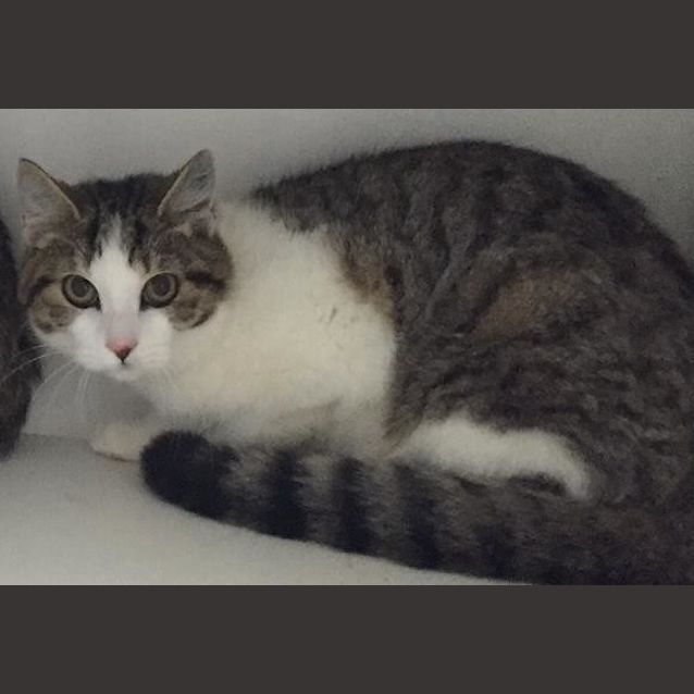 Photo of Ivor