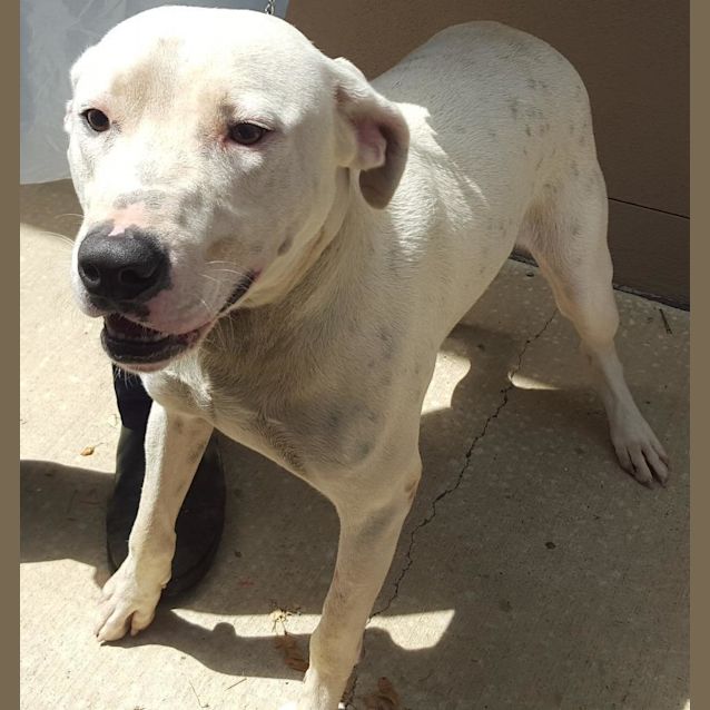 Photo of Alby (Adoption Pending)