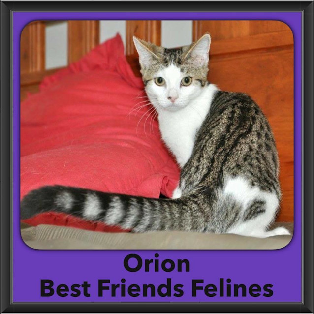 Photo of Orion 