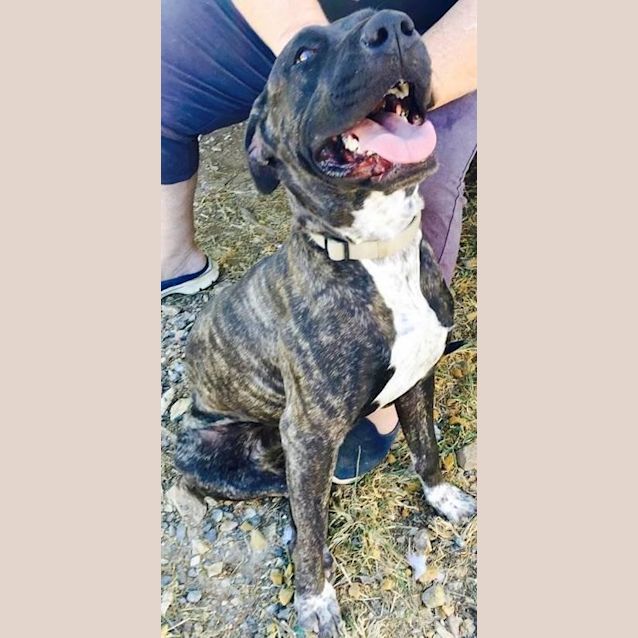 Photo of Miley (Adoption Pending)