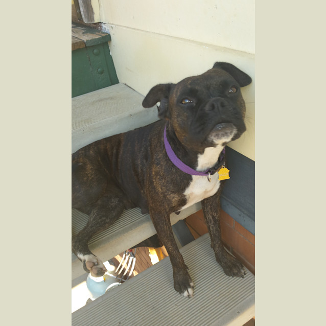 Photo of Hollie *Adoption Pending*