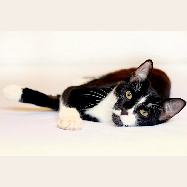 Photo of Tobi ♥ $25 Meow's The Time Special ♥ 