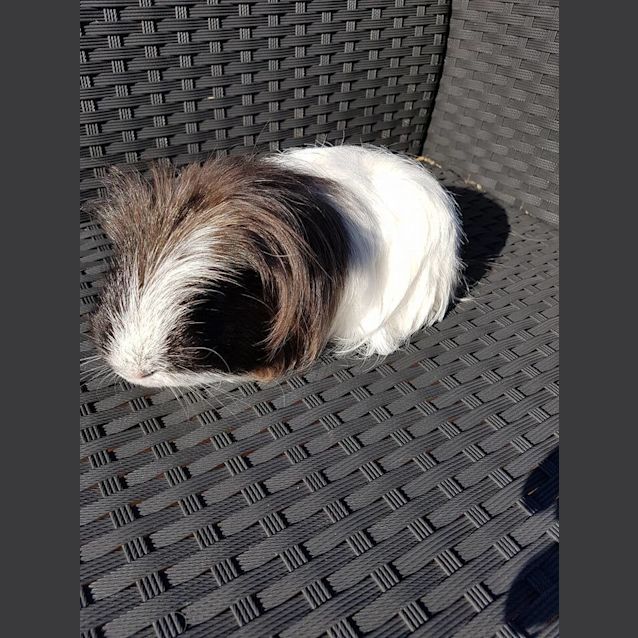 Photo of Willy Wonka