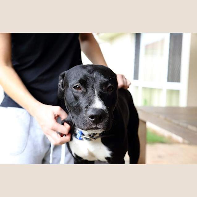 Photo of Chisel ~ Staffy X (On Trial 24/08/16)